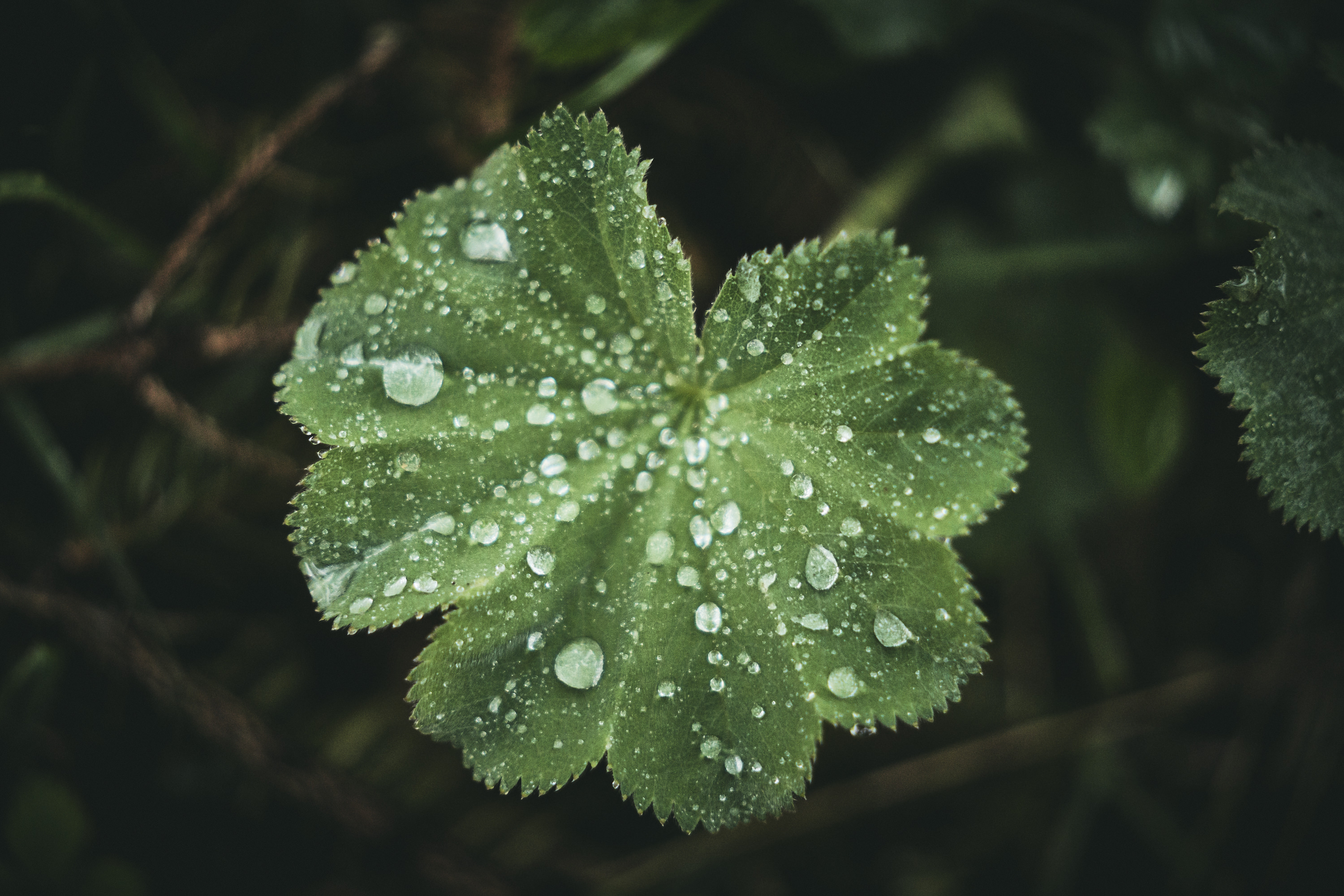Green leaf covered with raindrops, close-up in natural setting