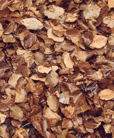 Brown autumn leaves covering the ground, natural texture of dry foliage