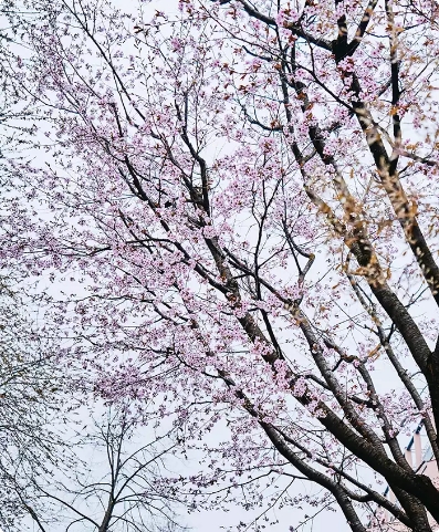 Delicate pink cherry blossoms on tree branches against bright sky, spring scene
