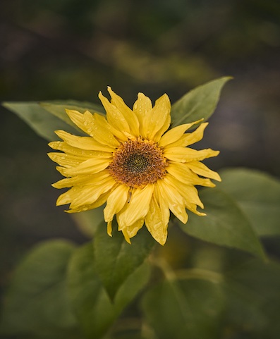 Yellow sunflower with slightly irregular petals and green leaves, close-up