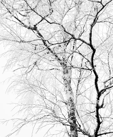 Snow-covered tree with fine branches against bright sky, calm winter atmosphere