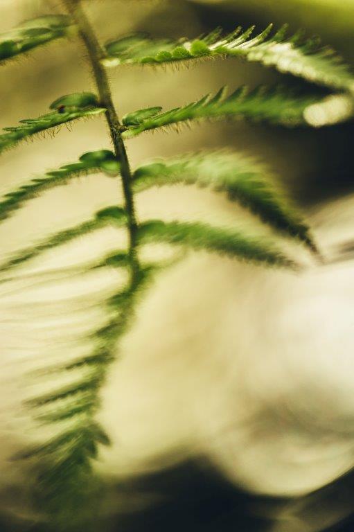 Green fern with delicate leaves in soft light, calm natural close-up
